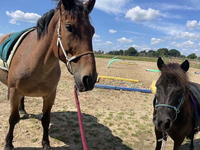 KB -Mix Stute, Stefanie , Horses For Sale, Enger, Image 3