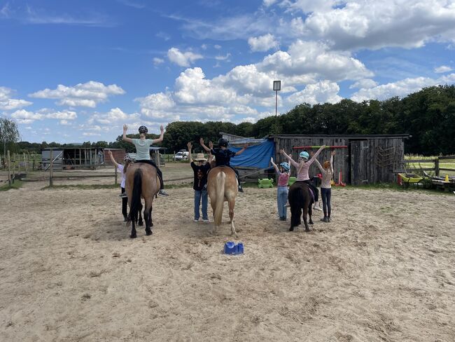 KB -Mix Stute, Stefanie , Horses For Sale, Enger, Image 4