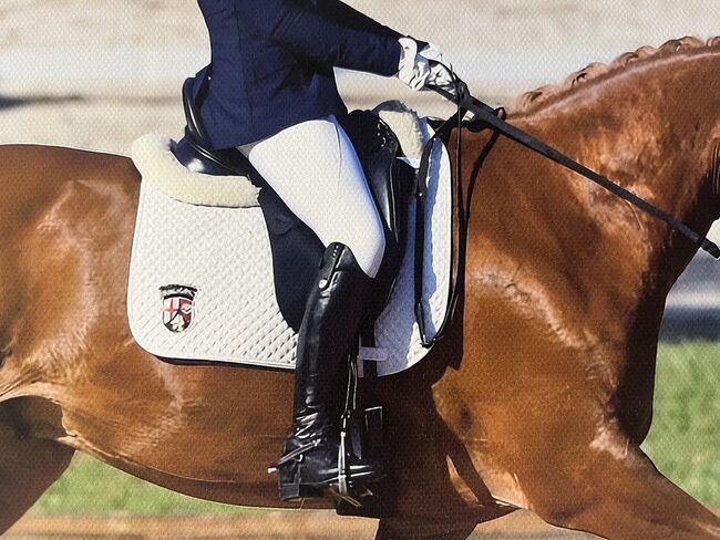 Kentaur Medea Dressursattel 17" - KW 3 - gebraucht, Kentaur Medea Dressursattel 17" - KW 3 - gebraucht Kentaur Medea Dressursattel 17" - KW 3 - gebraucht, Sabisch , Dressage Saddle, Rockenhausen