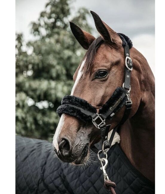 Kentucky Halfter, Kentucky  Fellhalfter, Jasmin, Nosebands, Fürth