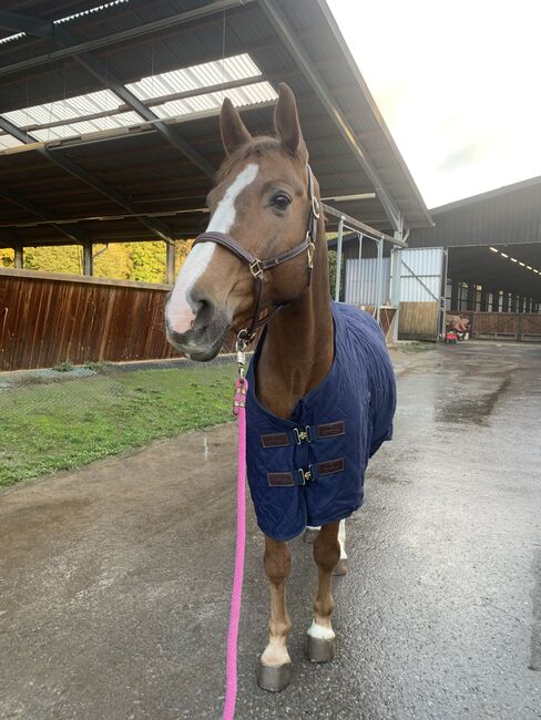 Kentucky Stalldecke 0g navy (135cm), Kentucky Horsewear Dünne Stalldecke 0g, Novi :-) , Derki dla konia, Köln, Image 2