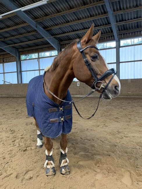 Kentucky Stalldecke 0g navy (135cm), Kentucky Horsewear Dünne Stalldecke 0g, Novi :-) , Horse Blankets, Sheets & Coolers, Köln, Image 3