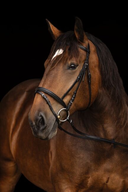 Kerbl Trensenzaum Kaltblut schwarz UVP34,99€, Kerbl Trensenzaum Kaltblut, WOW Pferd  (WOW Pferd), Bridles & Headstalls, Bayern - Attenkirchen