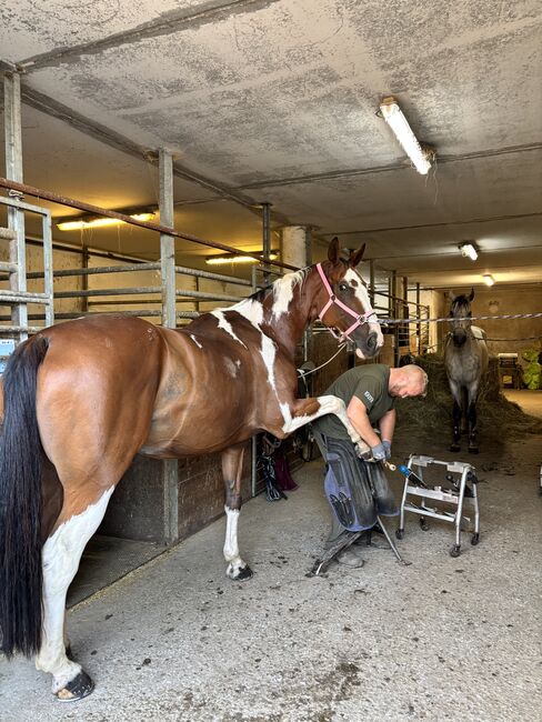 Keutschach (Kärnten) Reitbeteiligung für Erfahrene (f. 1 oder 2 Pferde), Deutsches Warmblut (Stute) Turnierpferd im Wiederaufbau, Gabi, Horse Sharing, Pörtschach