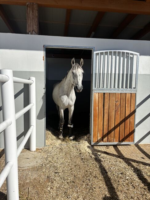 Keutschach (Kärnten) Reitbeteiligung Wallach für Erfahrene (f. 1 oder, Poln. Warmblut Wallach, Gabi, Horse Sharing, Pörtschach
