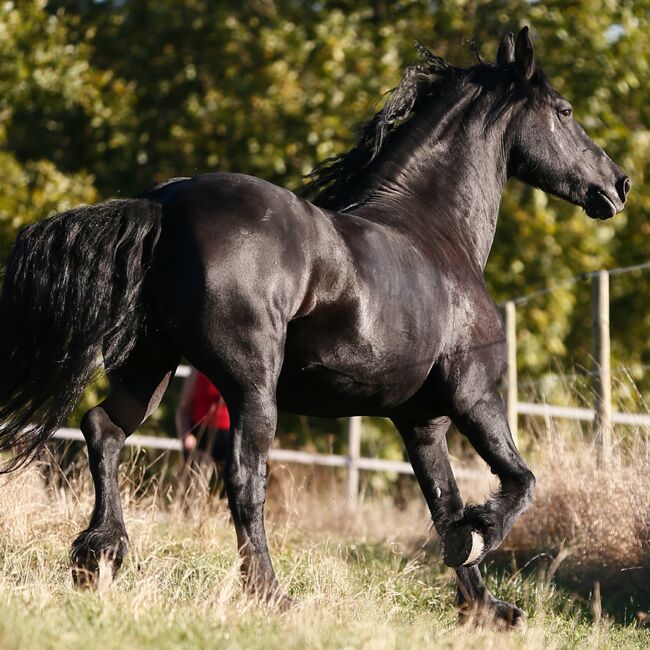 KFPS Friesenstute Traumpferd m.kompl.Zubehör, Frimmel Sabine, Horses For Sale, Gomadingen, Image 8