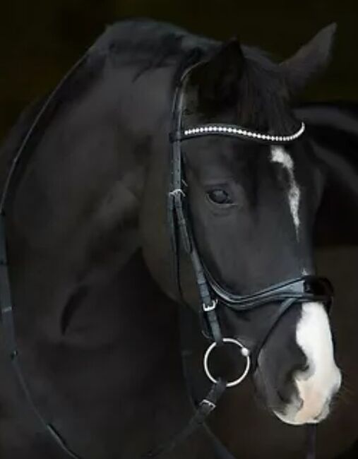 KIEFFER TRENSE ZU VERKAUFEN, Kieffer Ultra Soft Amy Shine,  Plath, Bridles & Headstalls, Neumünster, Image 3