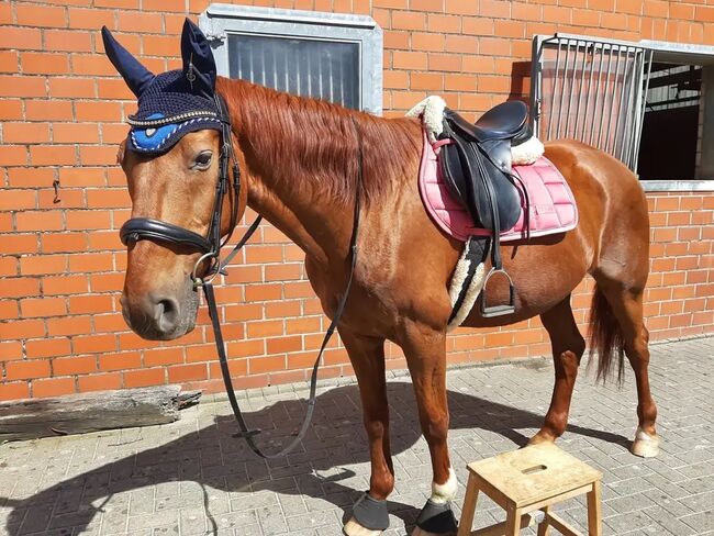 Sattel Kieffer Excellent, Kieffer Excellent, Chiara Magdalena, Jumping Saddle, Hasbergen, Image 14