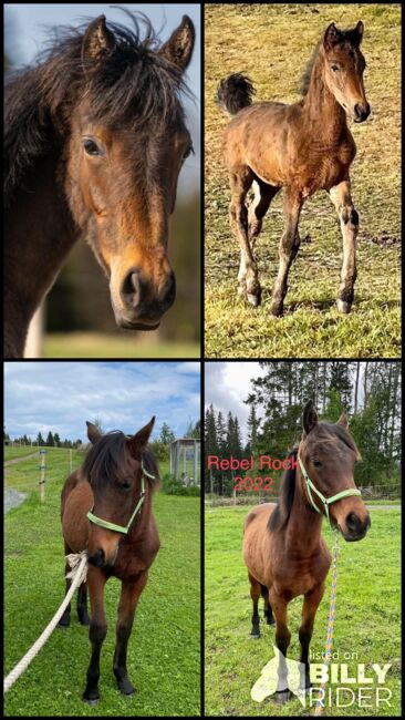 Kiger mustang, Anna Karlberg, Horses For Sale, Offerdal, Image 5