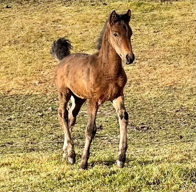 Kiger mustang, Anna Karlberg, Konie na sprzedaż, Offerdal, Image 2