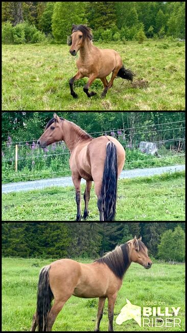 Kiger mustang stallion prospect!, Anna Karlberg, Horses For Sale, Offerdal, Image 4