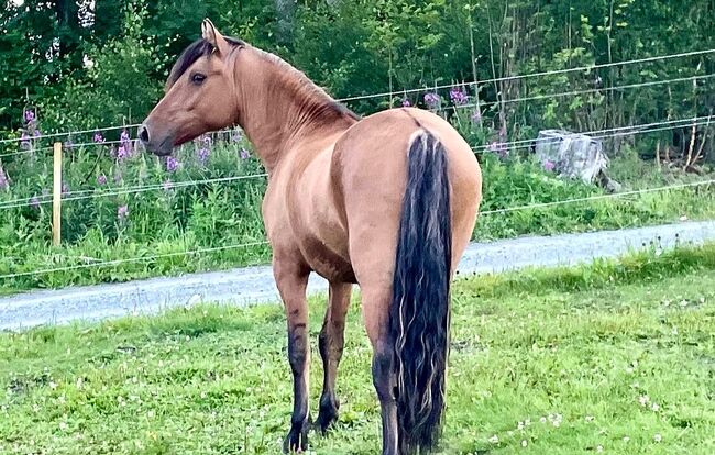 Kiger mustang stallion prospect!, Anna Karlberg, Horses For Sale, Offerdal, Image 3