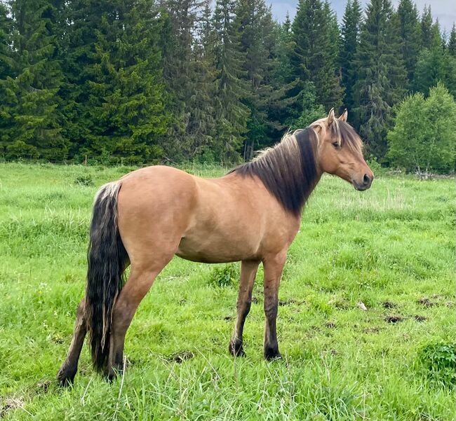 Kiger mustang stallion prospect!, Anna Karlberg, Konie na sprzedaż, Offerdal, Image 2