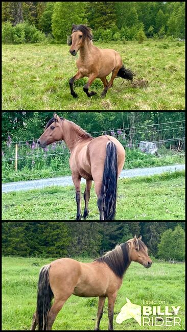 Kiger mustang stallion prospect!, Anna Karlberg, Pferd kaufen, Offerdal, Abbildung 4