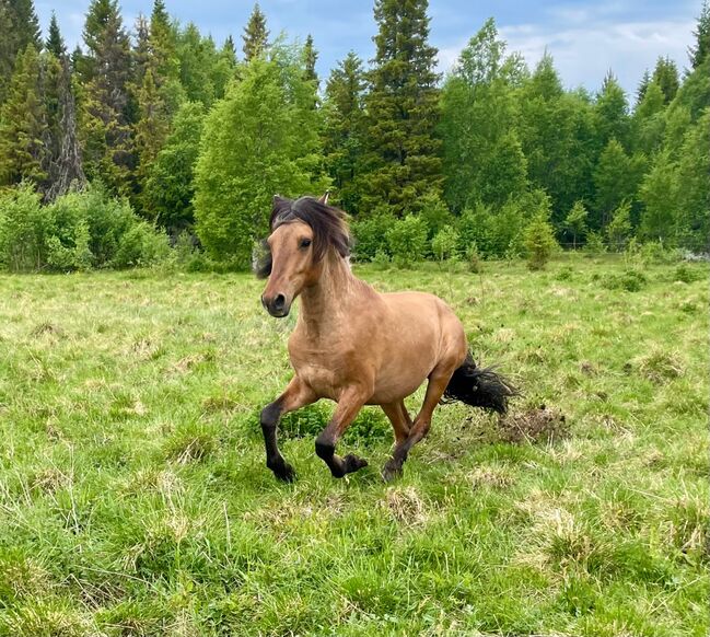 Kiger mustang stallion prospect!, Anna Karlberg, Pferd kaufen, Offerdal