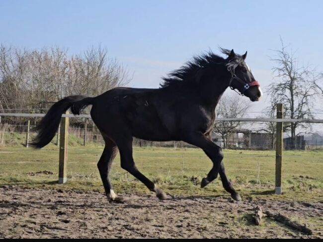 Artiger 2j Hannoveraner Hengst, Tanja Begau , Horses For Sale, Rehburg-Loccum, Image 2