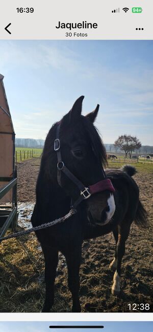 Artiger 2j Hannoveraner Hengst, Tanja Begau , Horses For Sale, Rehburg-Loccum, Image 3