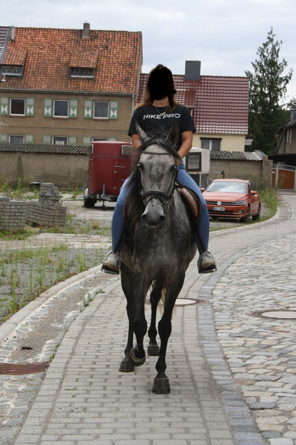 Artige 7 jährige Stute, Justine Kluge, Horses For Sale, Ausleben , Image 2