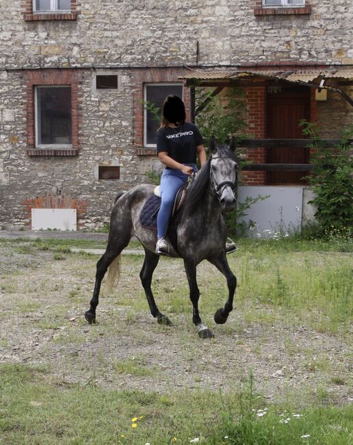 Artige 7 jährige Stute, Justine Kluge, Horses For Sale, Ausleben , Image 17