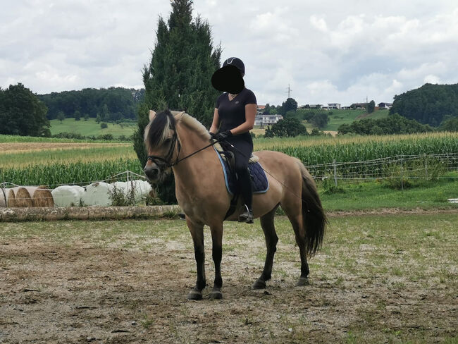 Herzensgute Fjordstute, Kerstin, Horses For Sale, Grafendorf