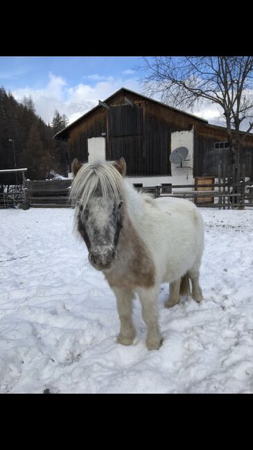 Kinderliebe ponystute, Michaela , Pferd kaufen, Nauders