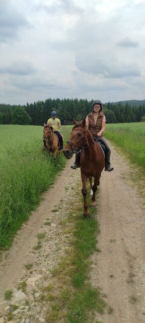 kinderlieber, braver Traber, Kerstin Rehbehn (Pferdemarketing Ost), Pferd kaufen, Nienburg, Abbildung 5