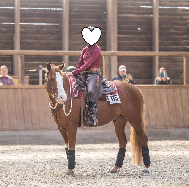 Kinderlieber, super bequemer Paint Horse Wallach abzugeben, Kerstin Rehbehn (Pferdemarketing Ost), Pferd kaufen, Nienburg, Abbildung 6