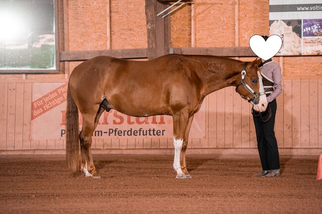 Kinderlieber, super bequemer Paint Horse Wallach abzugeben, Kerstin Rehbehn (Pferdemarketing Ost), Pferd kaufen, Nienburg, Abbildung 4