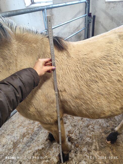 Kinderpony geritten Welsh Wallach Sonderfarbe Kutschpony, Alina, Horses For Sale, Ostbevern , Image 5