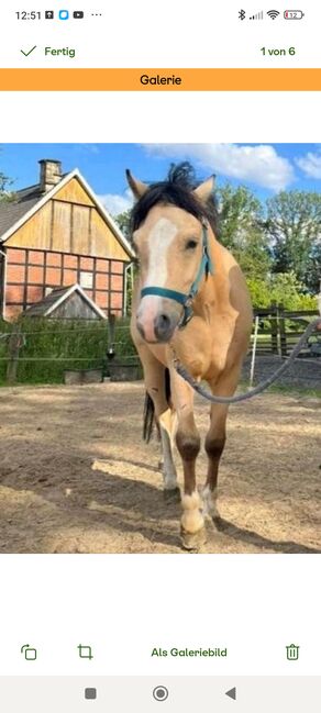 Kinderpony geritten Welsh Wallach Sonderfarbe Kutschpony, Alina, Horses For Sale, Ostbevern , Image 6