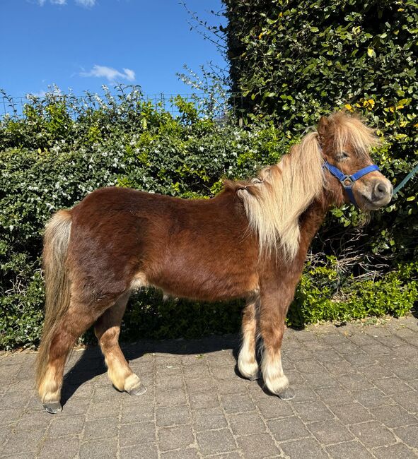 Kinderpony, Marcelle Lejeune, Horses For Sale, Heusden-Zolder, Image 4