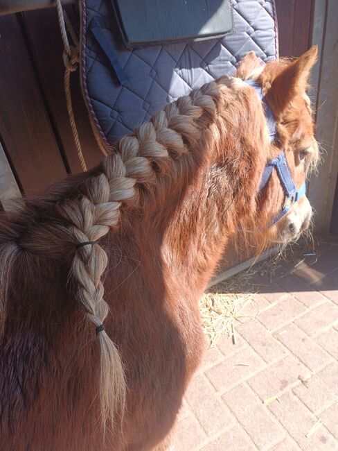 Kinderpony, Marcelle Lejeune, Horses For Sale, Heusden-Zolder, Image 2
