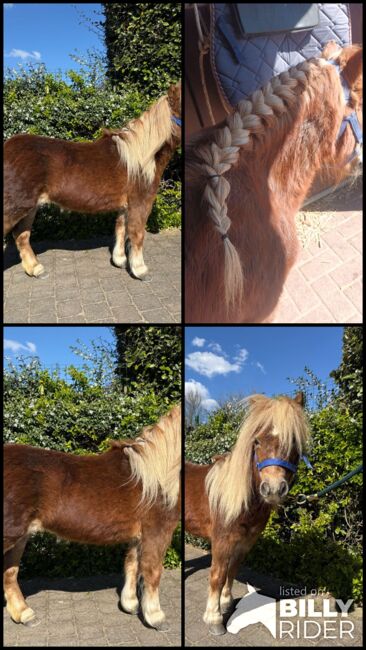 Kinderpony, Marcelle Lejeune, Horses For Sale, Heusden-Zolder, Image 6