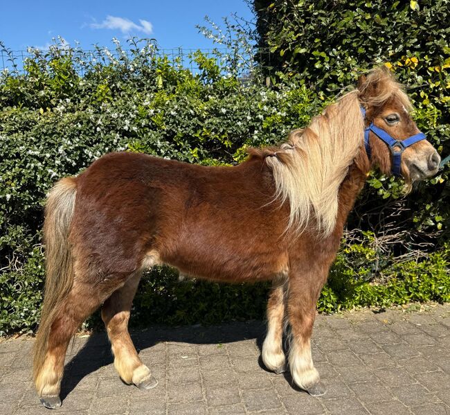 Kinderpony, Marcelle Lejeune, Horses For Sale, Heusden-Zolder, Image 5