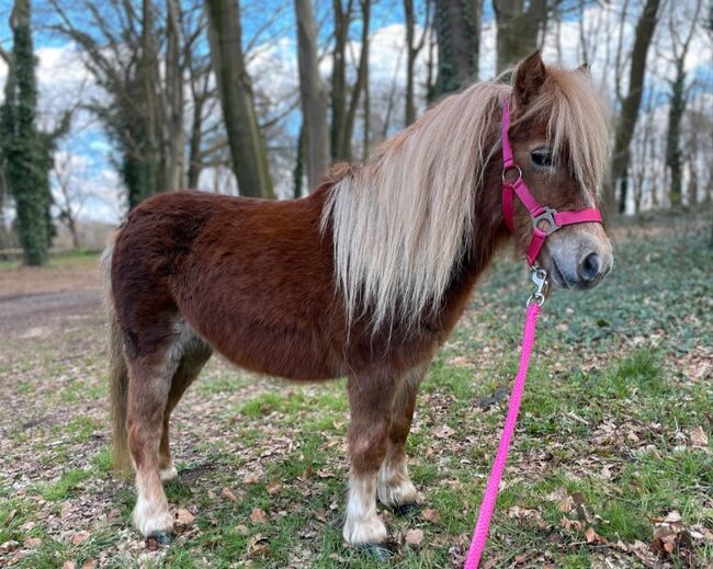 Kinderpony, Marcelle Lejeune, Horses For Sale, Heusden-Zolder