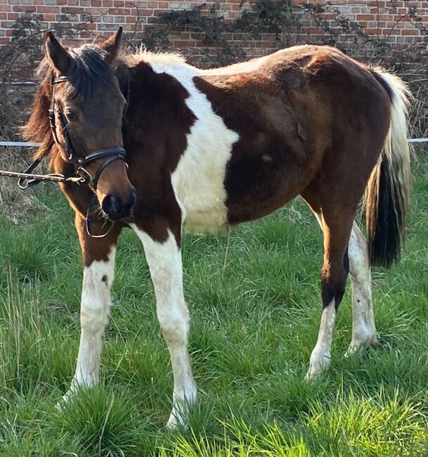 Kinderpony, Denise , Horses For Sale, Velpke, Image 5