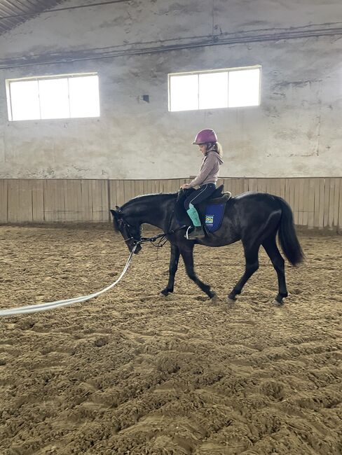 Kinderpony, Jessica, Horses For Sale, Szarvas 