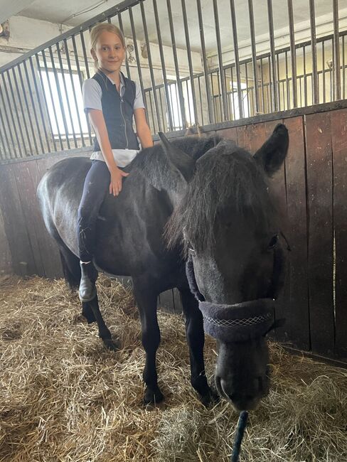 Kinderpony, Jessica, Horses For Sale, Szarvas , Image 3