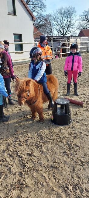 Kinderponys-shettys zu verkaufen, Marieke Rennegarbe, Pferd kaufen, Quernheim, Abbildung 2