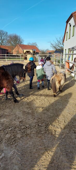 Kinderponys-shettys zu verkaufen, Marieke Rennegarbe, Pferd kaufen, Quernheim, Abbildung 3