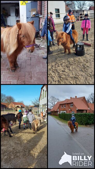 Kinderponys-shettys zu verkaufen, Marieke Rennegarbe, Pferd kaufen, Quernheim, Abbildung 6