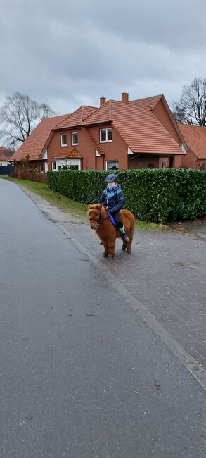 Kinderponys-shettys zu verkaufen, Marieke Rennegarbe, Pferd kaufen, Quernheim, Abbildung 5