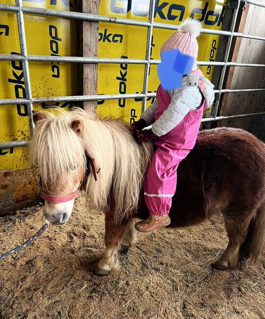 kinderliebes Minishetty, Alexandra Hirtl, Horses For Sale, Randegg, Image 2