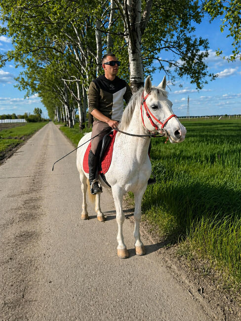 Kinderfreundliche 8-jährige Stute „Blanka“ – 148 cm, christopher, Horses For Sale, Pocking