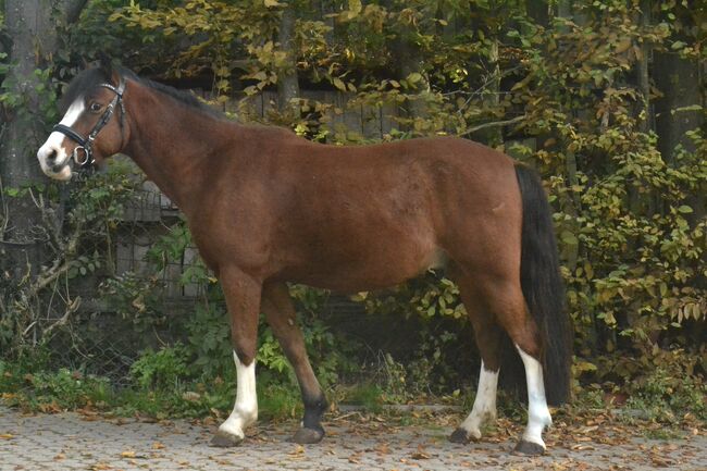 ✨Kinderfreundliches Verlasspony sucht liebevolles Zuhause✨, F.L, Horses For Sale, Würzburg, Image 2