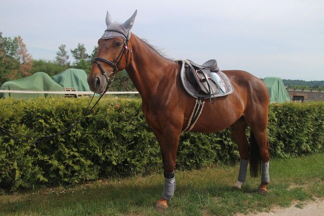 kinderlieber, braver Traber, Kerstin Rehbehn (Pferdemarketing Ost), Horses For Sale, Nienburg, Image 3