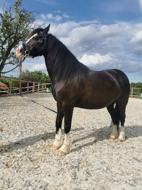 Kinderfreundlicher Welsh C Wallach, Barbara , Horses For Sale, Schönherrn, Image 4