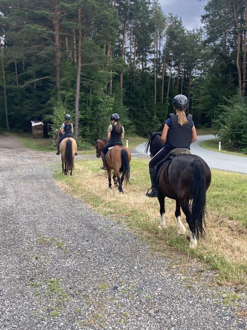 Kinderfreundlicher Welsh C Wallach, Barbara , Horses For Sale, Schönherrn, Image 15