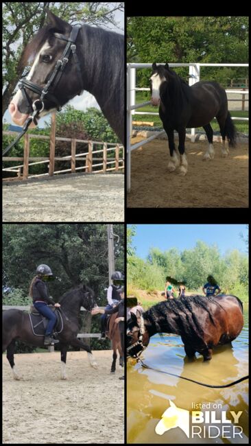 Kinderfreundlicher Welsh C Wallach, Barbara , Horses For Sale, Schönherrn, Image 16