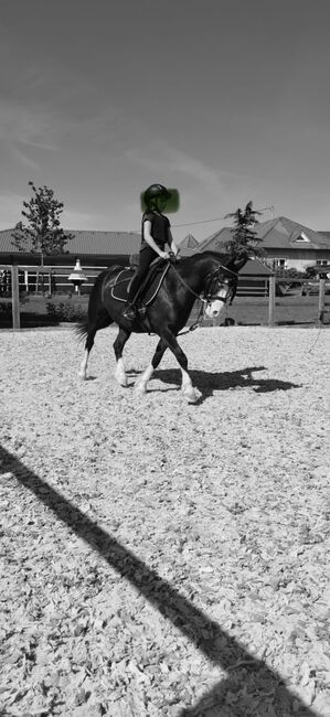 Kinderfreundlicher Welsh C Wallach, Barbara , Horses For Sale, Schönherrn, Image 3